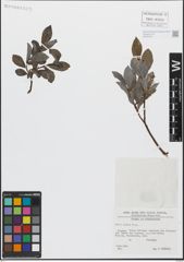 Foto von Salix glabra Scop.